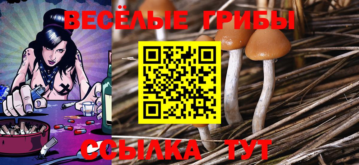 Галлюциногенные грибы Psilocybine cubensis Лосино-Петровский